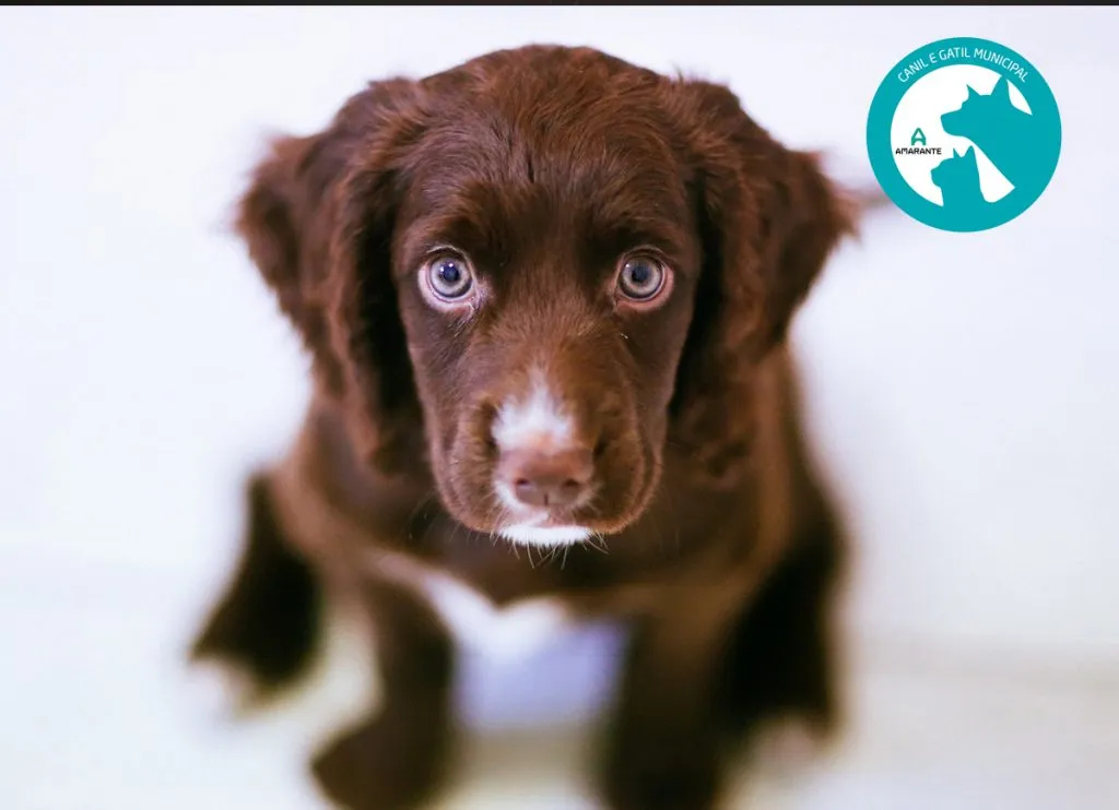 Vacinação Antirrábica e Identificação Eletrónica de cães arranca dia 29 em Amarante