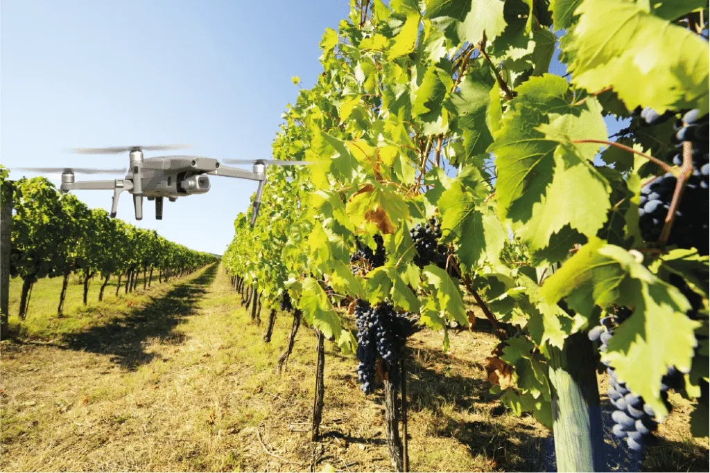 Tecnologias potenciadoras de uma maior produtividade nos pomares e vinhas