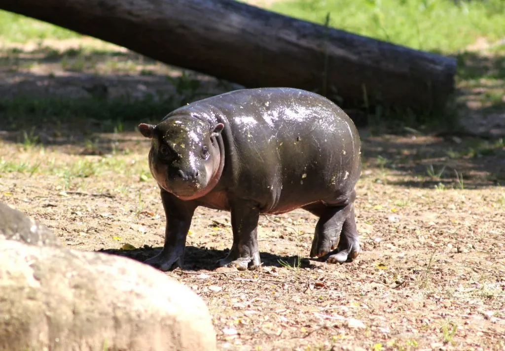 Hipopótamo em risco de extinção nasce no Zoo Santo Inácio