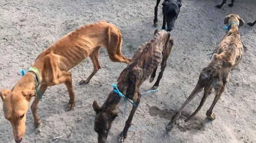Cavaleiro João Moura acusado de 18 crimes de maus-tratos a animais