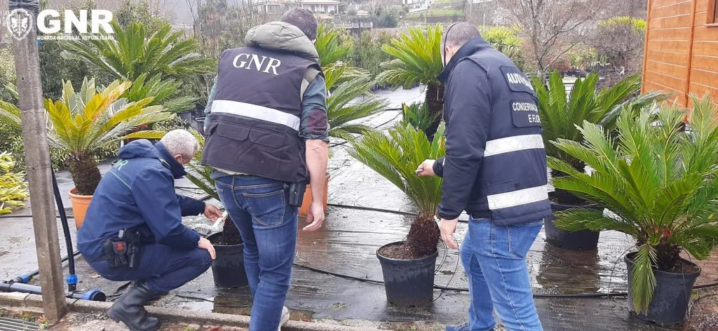 Fiscalização. GNR foi ao horto e levantou 35 autos de contraordenação
