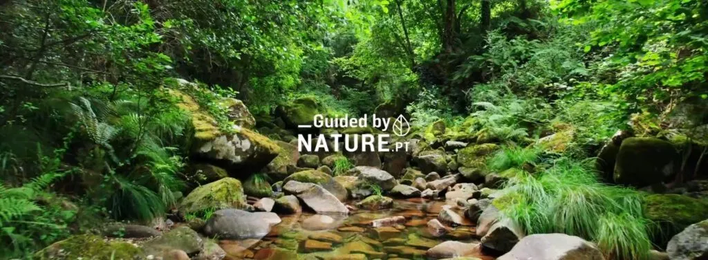“Guided by Nature” dinamiza turismo na região