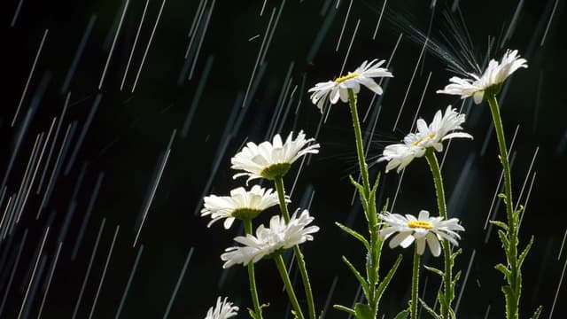 Chuva volta a Portugal já este domingo e continua na próxima semana