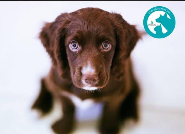 Vacinação Antirrábica e Identificação Eletrónica de cães arranca dia 29 em Amarante