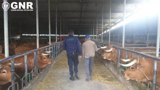 GNR fiscalizou explorações pecuárias da região