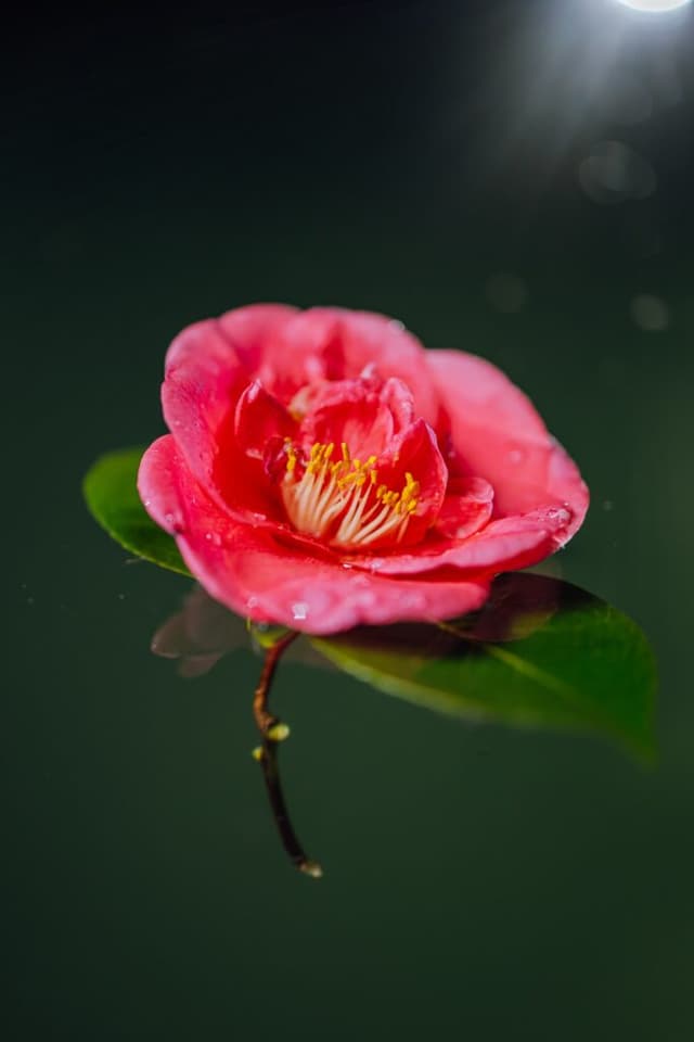 “Entre Dois Mundos” vence Prémio de Fotografia Camellia