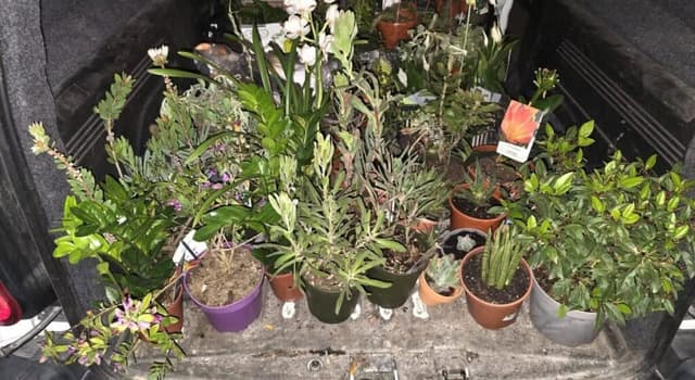 Mulher detida em Penafiel por roubo de plantas
