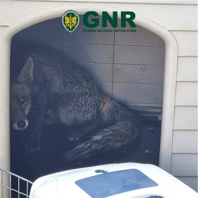 Raposa esfomeada fica presa em varanda