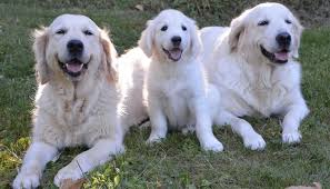 Amarante lança campanha de vacinação antirrábica e microchipagem de cães