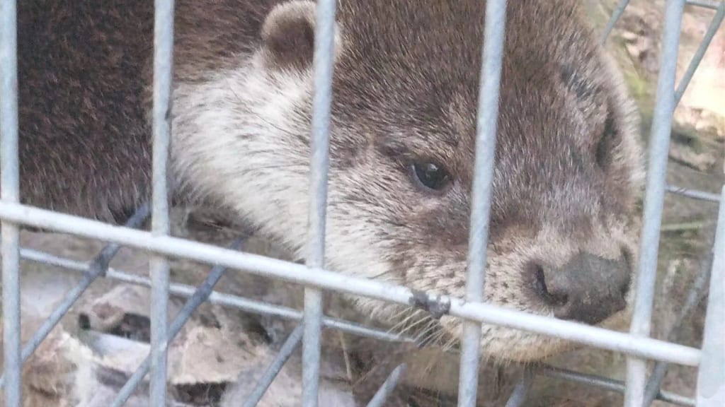 GNR resgata lontra presa numa armadilha em Amarante